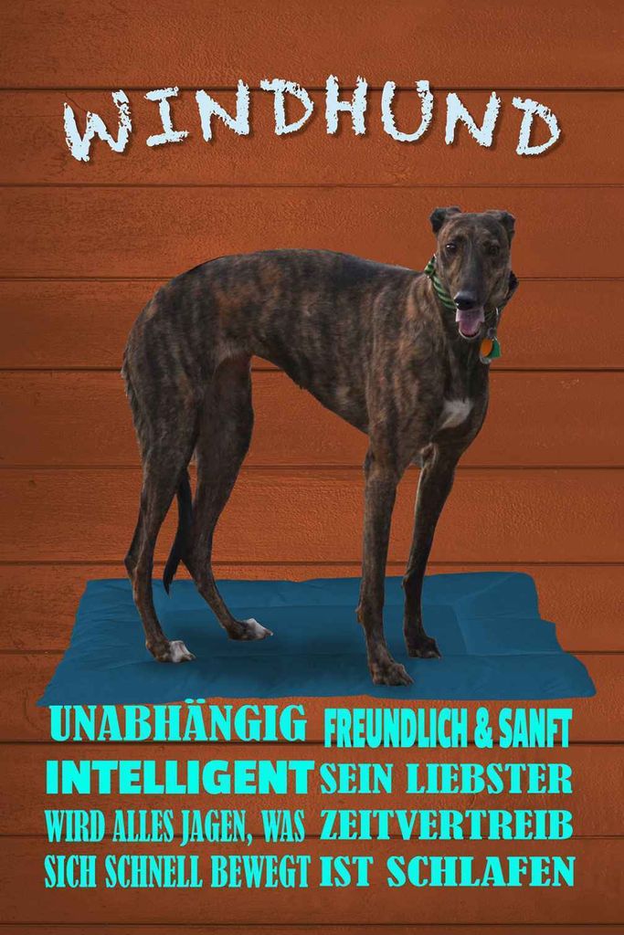 vianmo Holzschild 18x12 cm Windhund Hund intelligent sanft Spruch Zitat