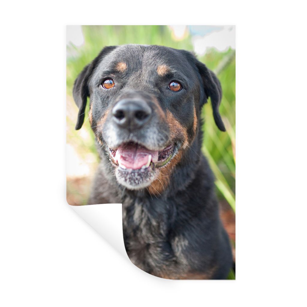 MuchoWow Wandtattoo Wandsticker Wandaufkleber Porträt eines Rottweilers 20x30 cm Selbstklebend und Repositionierbar - Sticker - Dekorfolie