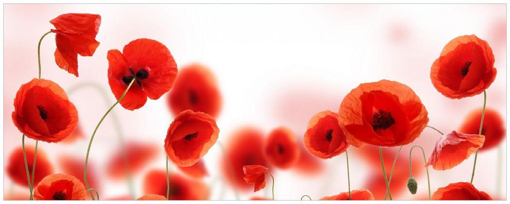 Wallario Küchenrückwand selbstklebend, Größe: 115 x 50 cm, Motiv: Leuchtende Mohnblumen - Rote Mohnblumenblüten | Spritzschutz | abwischbar | ...