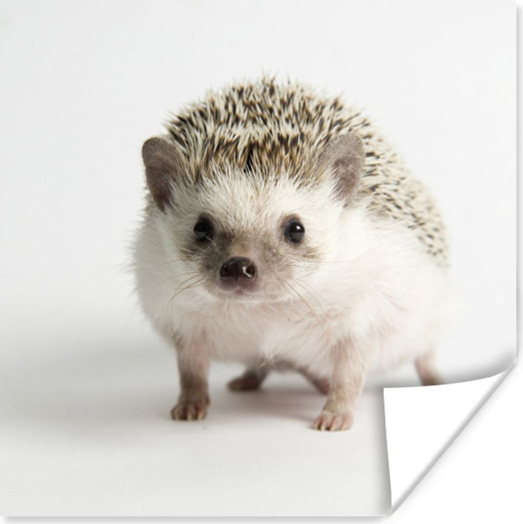 MuchoWow Poster Igel - Weiß - Nase 50x50 cm - Wohnzimmerdekoration