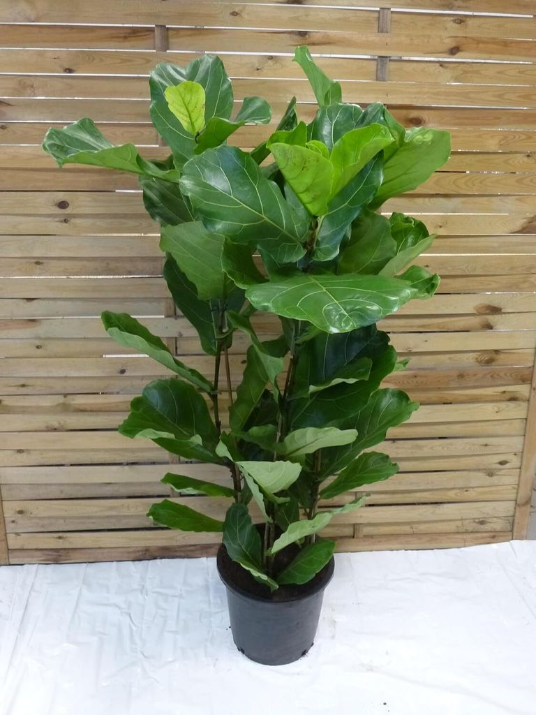 [Palmenlager] - XXL Ficus lyrata 3er Tuff - 150 cm - Produktbild 