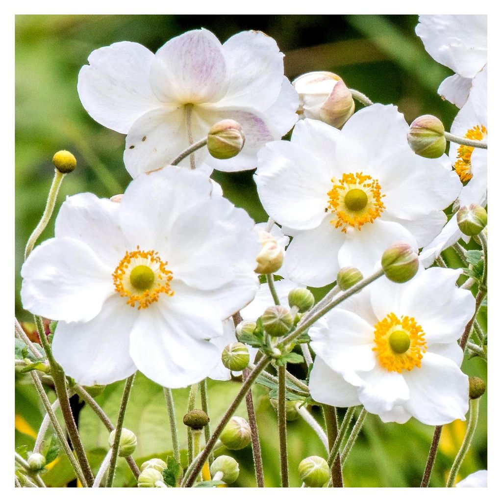 Anemone Pflanze Honorine Jobert - Japanische Anemone | Laubabwerfende Gartenstaude