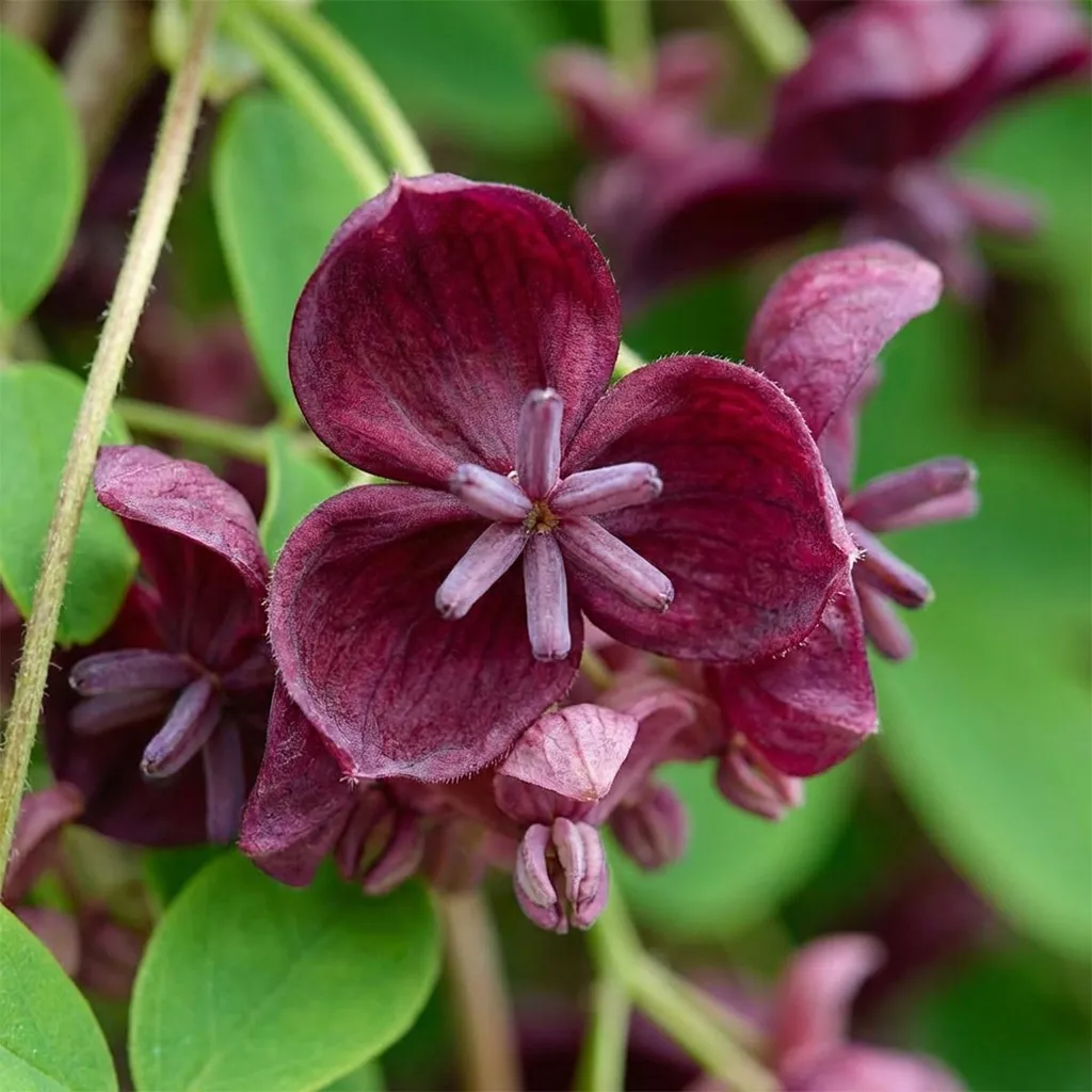 Akebia quinata Grimpante pour Pergola et Clôture Lot de 2 Pieds 80 cm