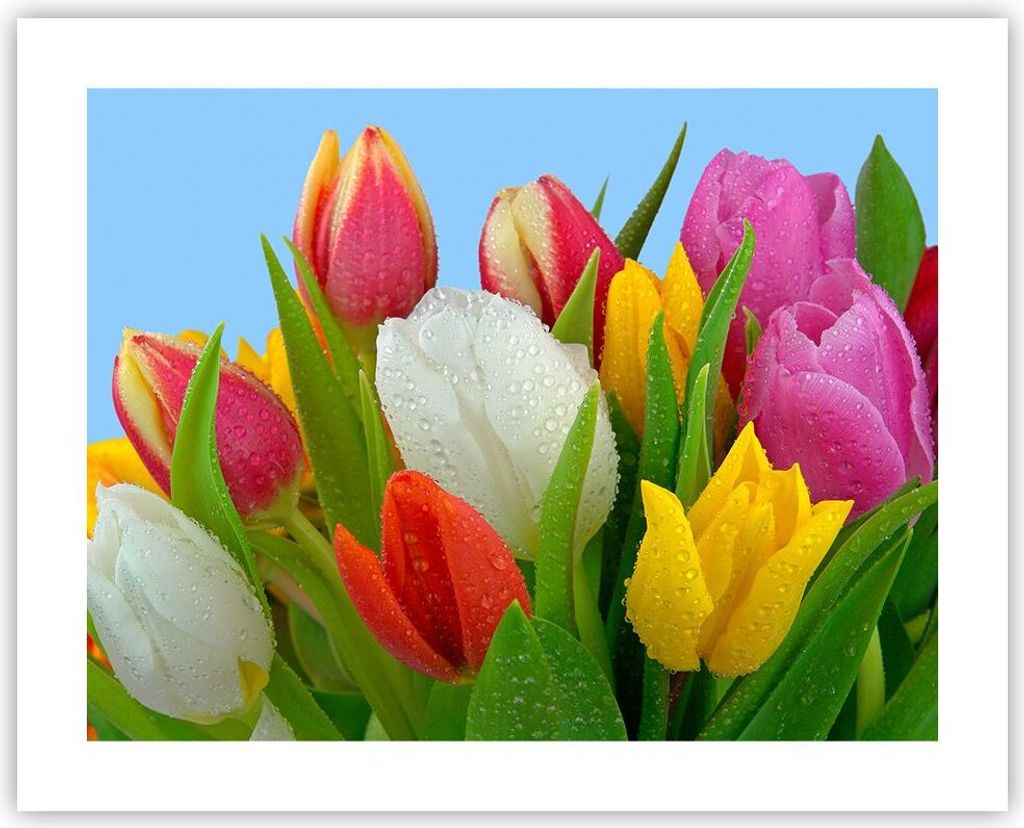 Poster - Poster ohne Rahmen - Tulpen Blumenstrauß Blumen Produktbild 