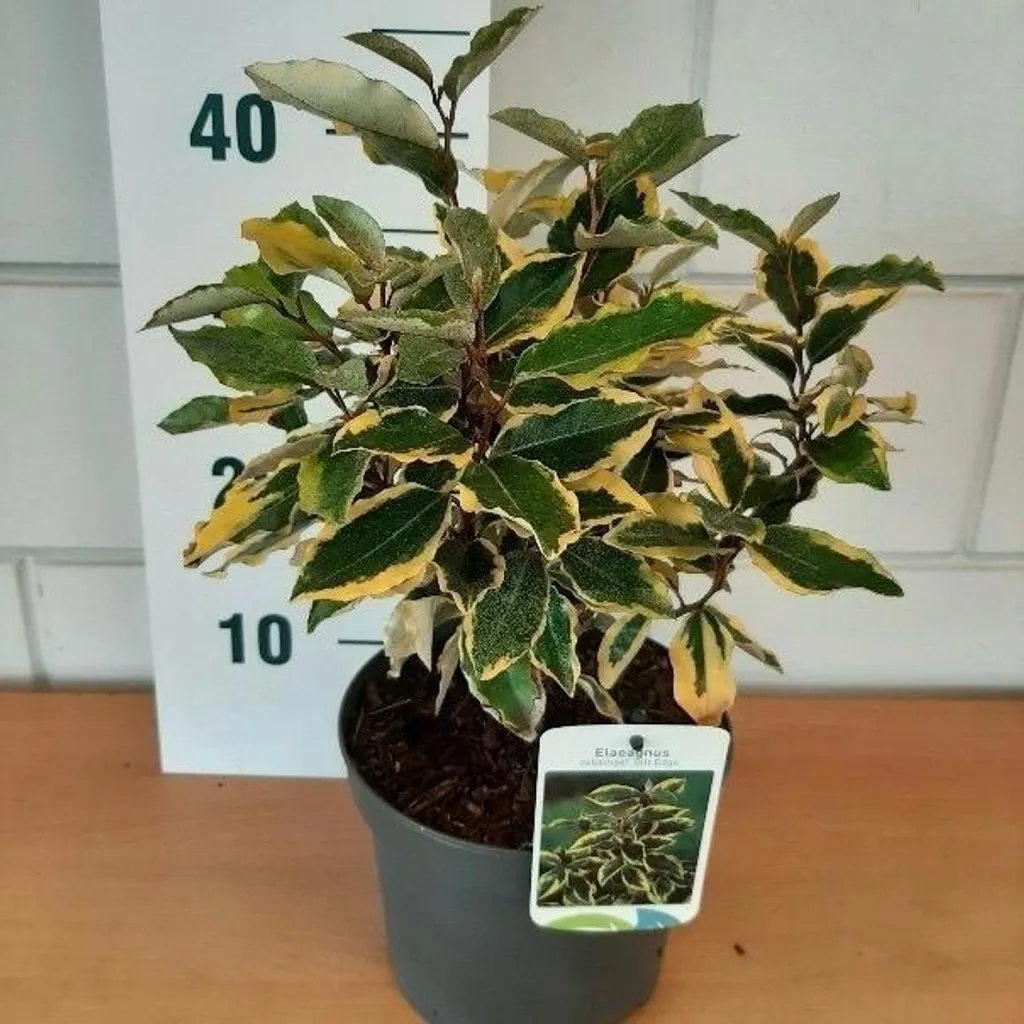 Elaeagnus ebbingei Gilt Edge 35cm : Arbuste résistant pour sol sec