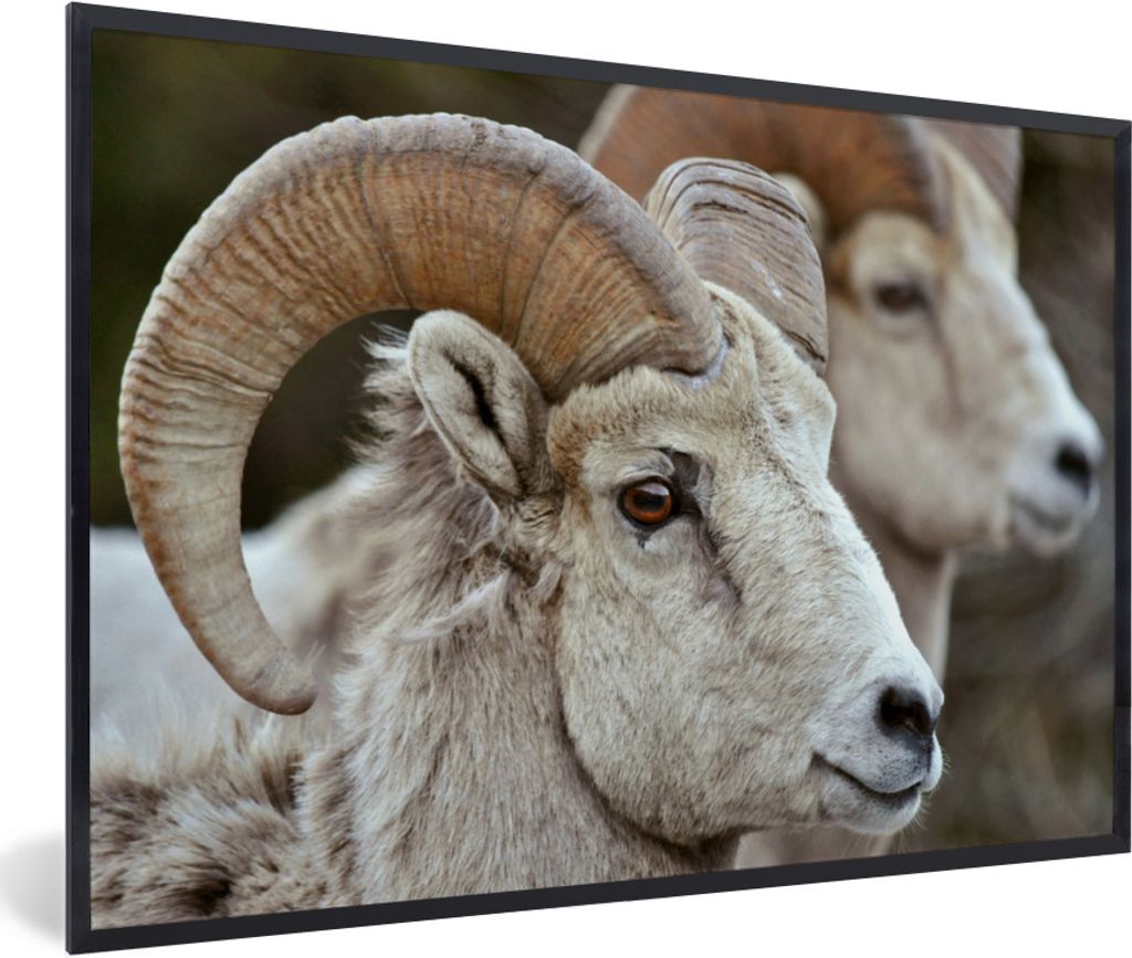 MuchoWow Gerahmtes Poster Widder - Horn - Schaf 30x20 cm - Poster mit Schwarzem Bilderrahmen Wandposter Rahmen Foto Bilder - Kunstdruck - Bild-Po...
