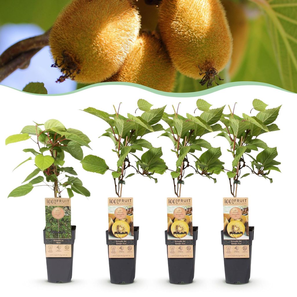 Green boutiQ - Obststrauch - Actinidia Weiki & Golden Kiwi Produktbild 