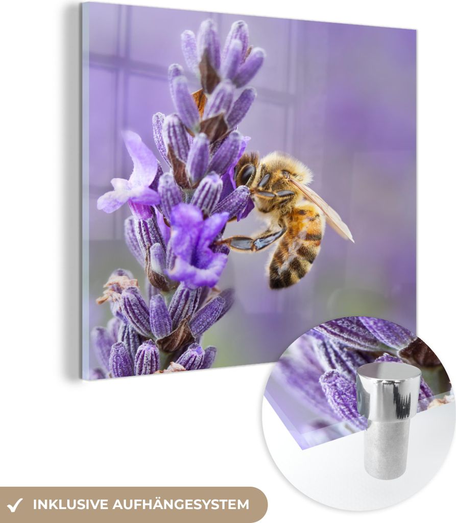 MuchoWow Glasbilder - Bilder auf Wandbild - Foto auf Glas Biene auf Lavendel 90x90 cm Wanddekoration aus Glas - Acrylglasbild - Acrylbilder - Wands...