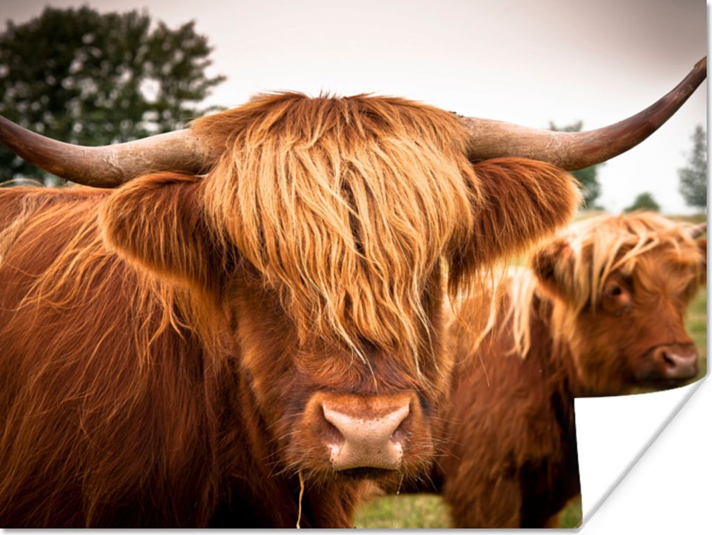MuchoWow Poster Schottische Highlander - Braun - Gras 80x60 cm - Kunst für zu Hause