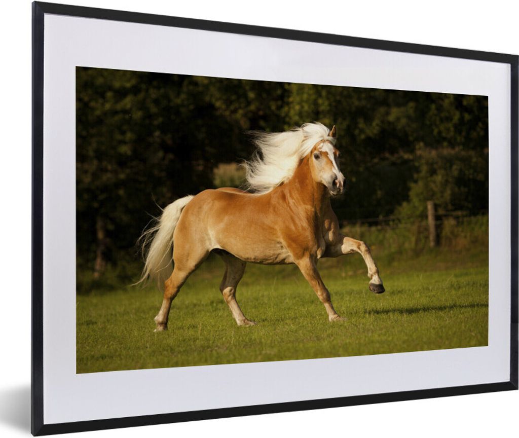 MuchoWow Gerahmtes Poster Haflinger Pferd im Galopp 60x40 cm - Poster mit Schwarzem Bilderrahmen Wandposter Rahmen Foto Bilder - Schlafzimmer - P...