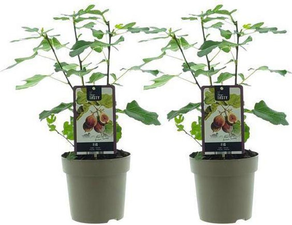 Ficus Brown Turkey – Feigenbaum – 2er Set – Ø15cm – Ca. 40cm Höhe – Glänzende, große Blätter – Pflegeleichte Zimmerpflanze mit exo...