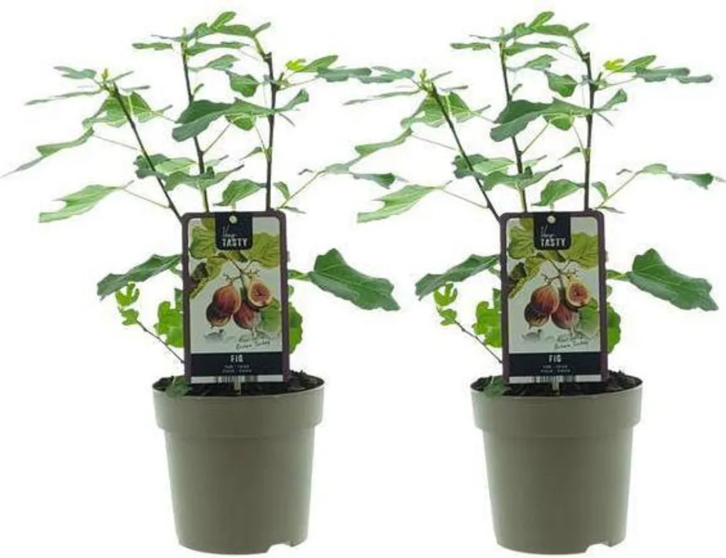 Décoration Exotique : Lot de 2 Ficus Brown Turkey pour Salon et Bureaux