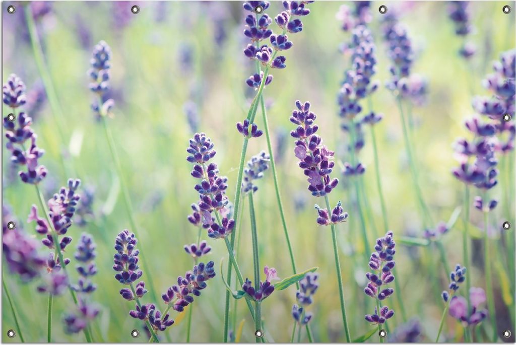Wallario Outdoor-Poster für Garten oder Balkon, Motiv Lila Blumenfreude - Violette Pflanzen auf der Wiese, in ca. 120 x 180 cm