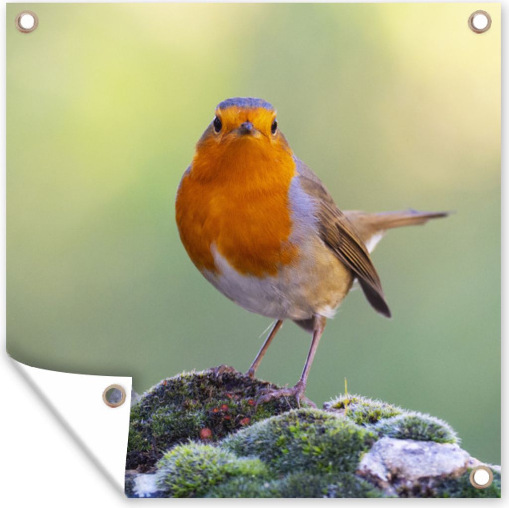 MuchoWow 100x100 cm Outdoor-Poster Gartendeko Sichtschutz Garten Poster für den Garten Steine - Rotkehlchen - Natur