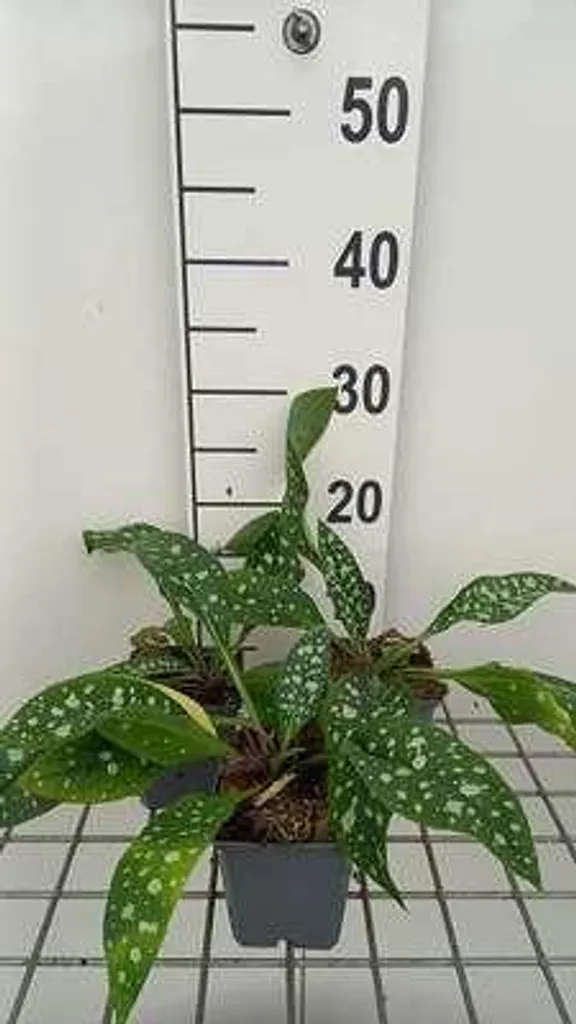 Pulmonaria Trevi Fountain contre les Zones Nues - Lot de 6 Plants