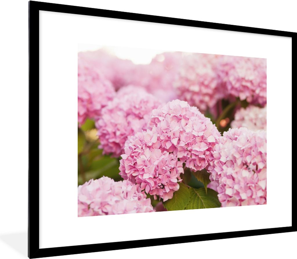 MuchoWow® Gerahmtes Poster Busch - Blumen - Rosa - Produktbild 