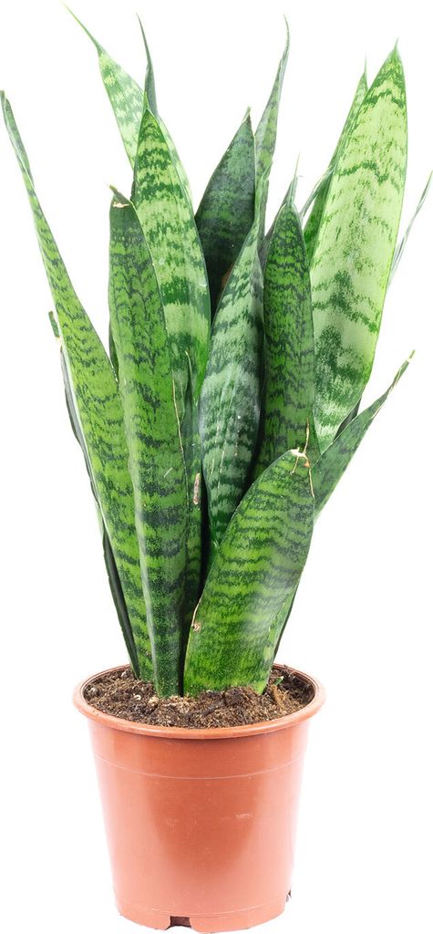 Sansevieria 'Black Coral' - Canapa di facile cura, alta Immagine del prodotto 