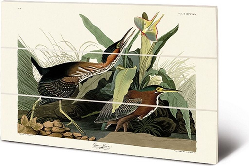 John James Audubon - bedruckt "Green Heron", Holz PM4292 (20 cm x 29,5 cm) (Grün/Braun)