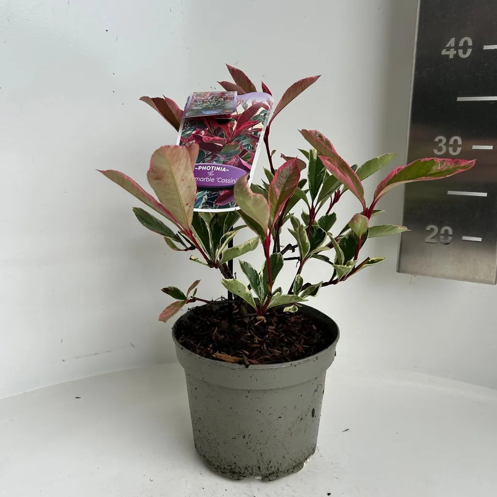 Photinia Pink Marble Cassini PBR Arbuste Résistant pour Jardin Coloré