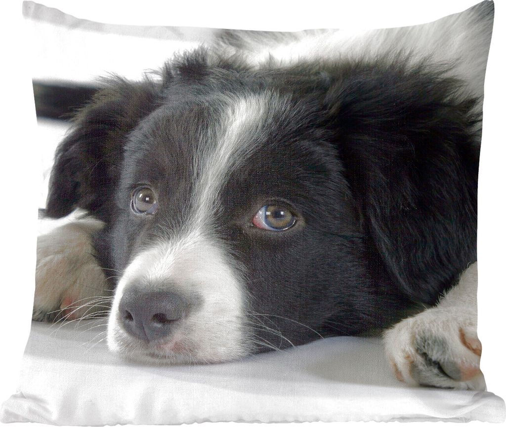 MuchoWow Zierkissen Sofakissen Wohnzimmer Dekokissen 45x45 cm Ein Border Collie liegt auf dem Boden - Schlafpolster - Polster für das Sofa