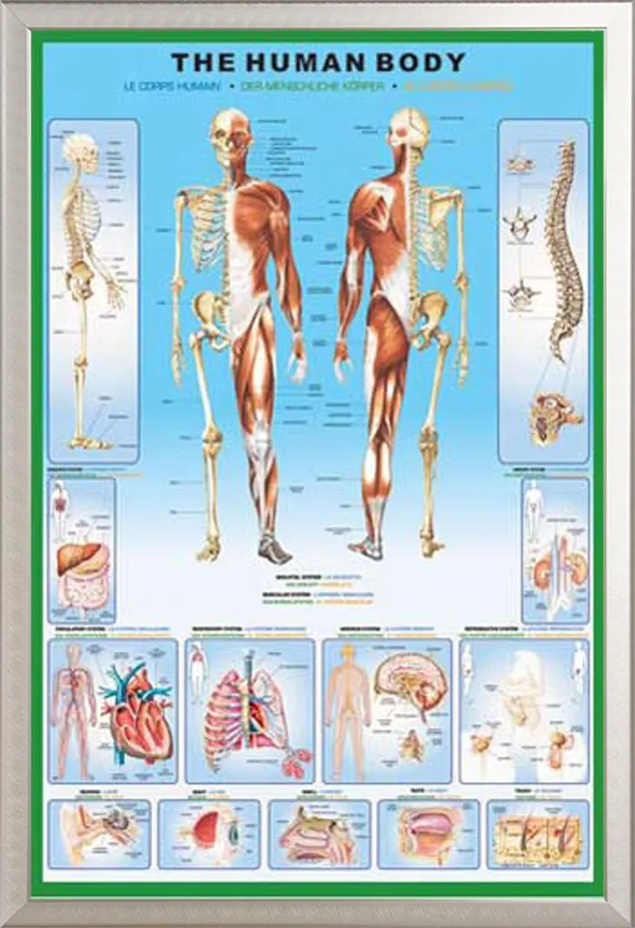 Affiche Pédagogique Corps Humain Sous Cadre Aluminium et Vitre Acrylique