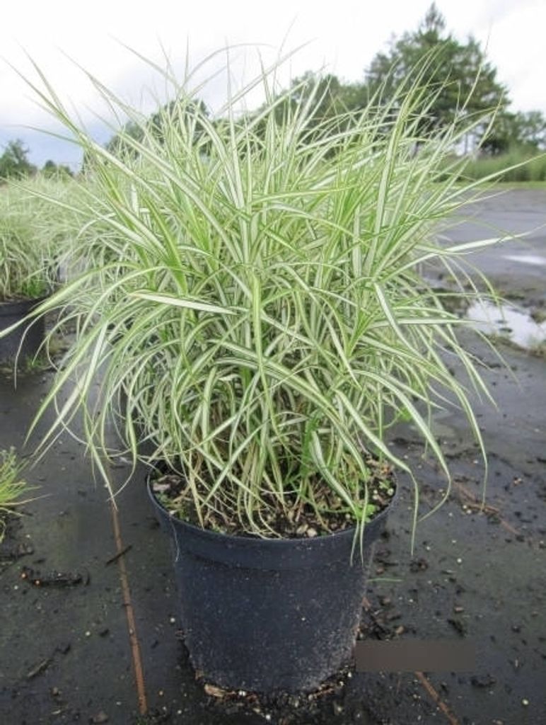 Carex muskingumensis Bicolor Fountain - Palmsegge Bicolor Fountain