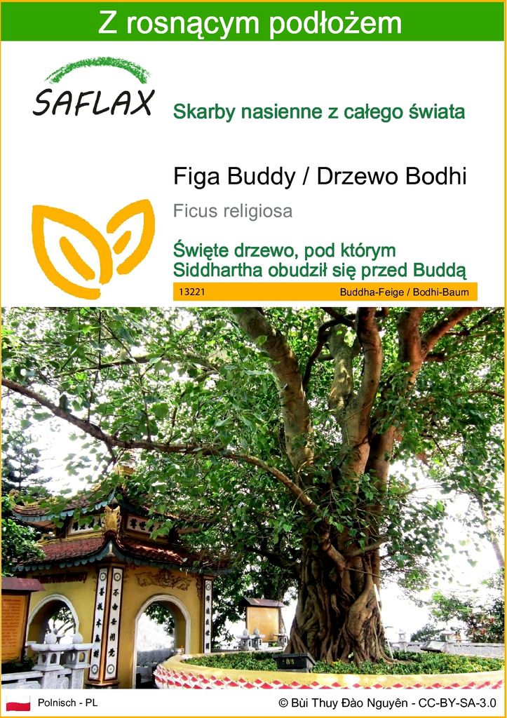SAFLAX - Figa Buddy / Drzewo Bodhi - 100 Nasiona - Z Zdjęcie produktu 
