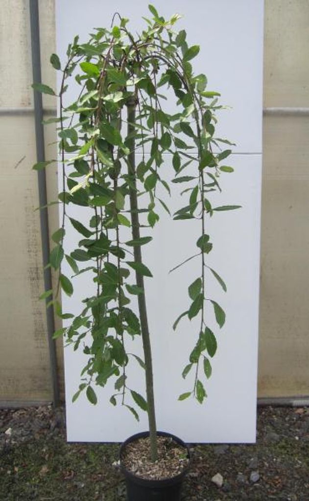Hochstamm Hängende Kätzchenweide - Salix caprea Pendula - Produktbild 