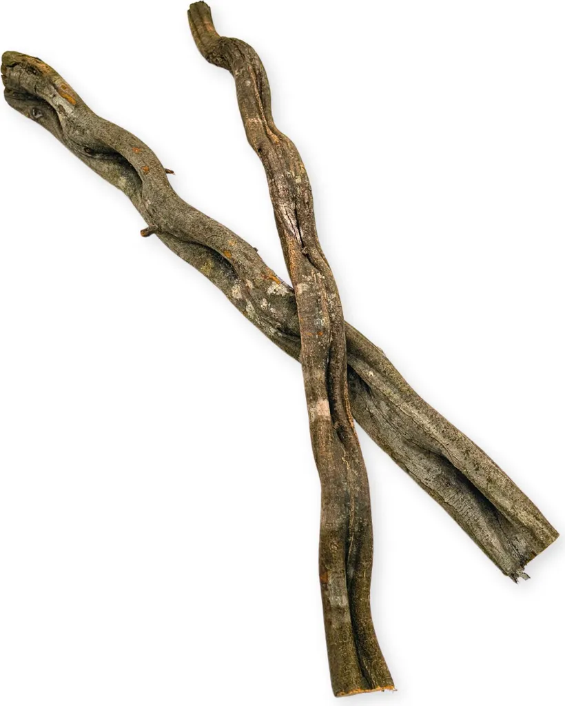 OFFERTA Liana Brasiliana Terrario 50cm - Marrone Scuro Robusta - 4