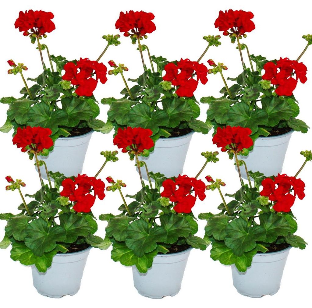 Géraniums debout - Pelargonium zonale - pot 12cm - set de 6 Image du produit 