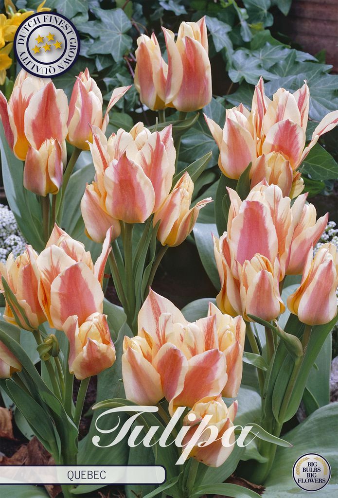 Tulpe Quebec (10 Stück) | Tulpenzwiebeln von Sam van Schooten