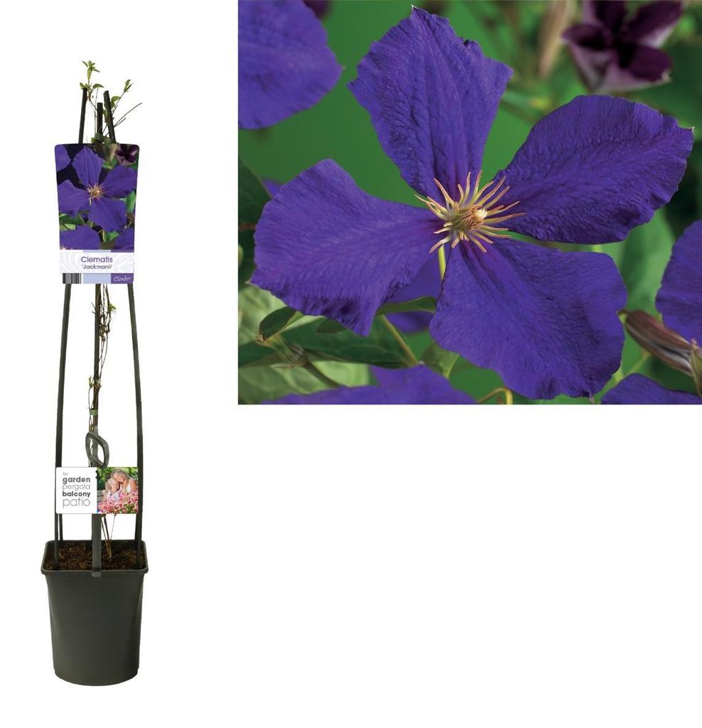 Waldrebe Clematis Jackmanii 60-80 cm Kletterpflanze
