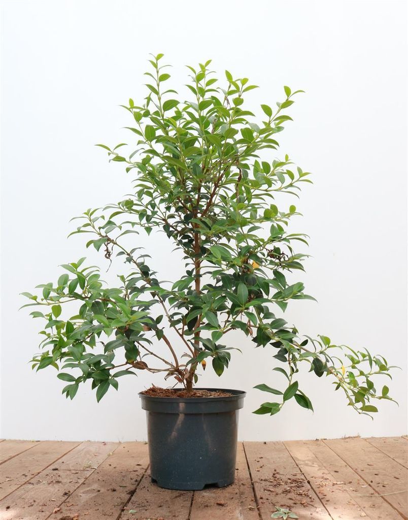 Osmanthus burkwoodii, Duftblüte, immergrün, 30–40 cm