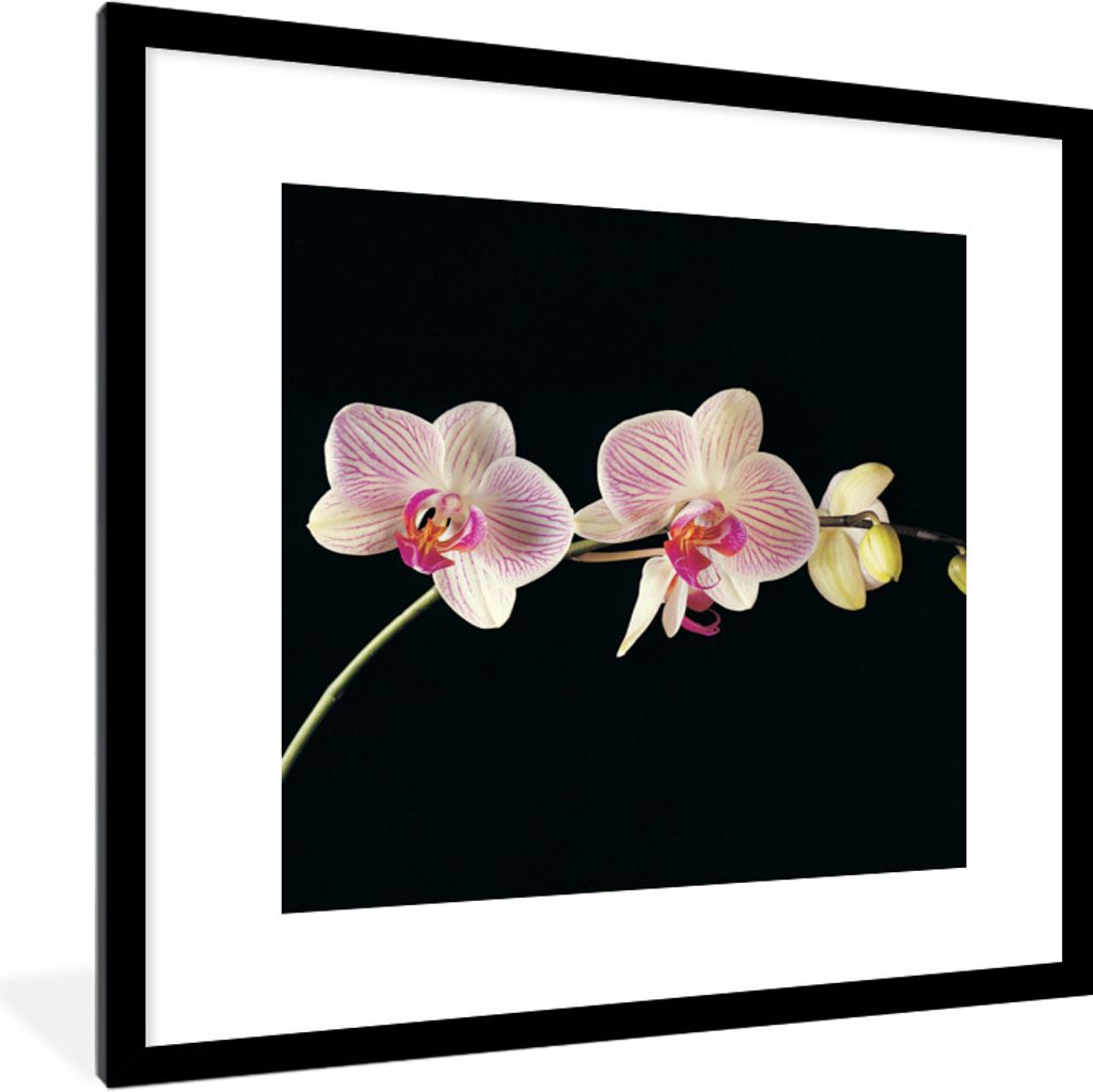 MuchoWow Gerahmtes Poster Orchidee - Blumen - Schwarz - Rosa - Knöpfe 40x40 cm - Poster mit Schwarzem Bilderrahmen Wandposter Rahmen Foto Bilder...
