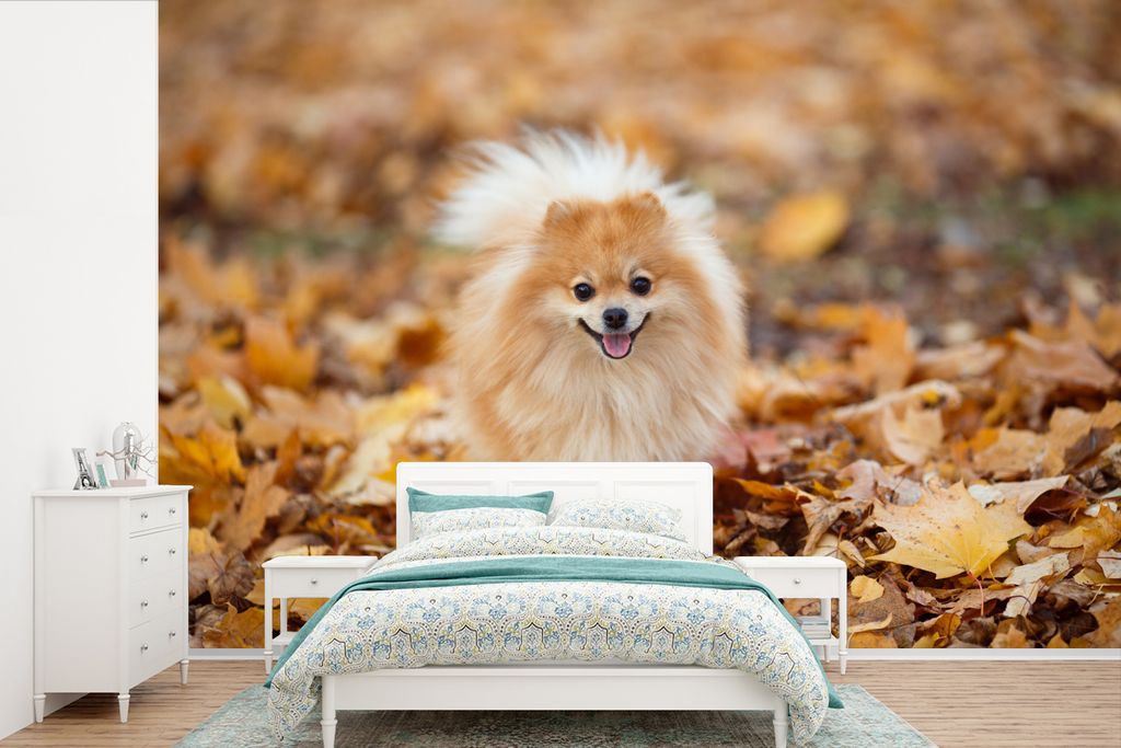 MuchoWow Fototapete für Wohnzimmer oder Schlafzimmer Wandtapete Vinyl Motivtapete Pomeranian im Herbst - 600x400 cm - Vinyltapeten