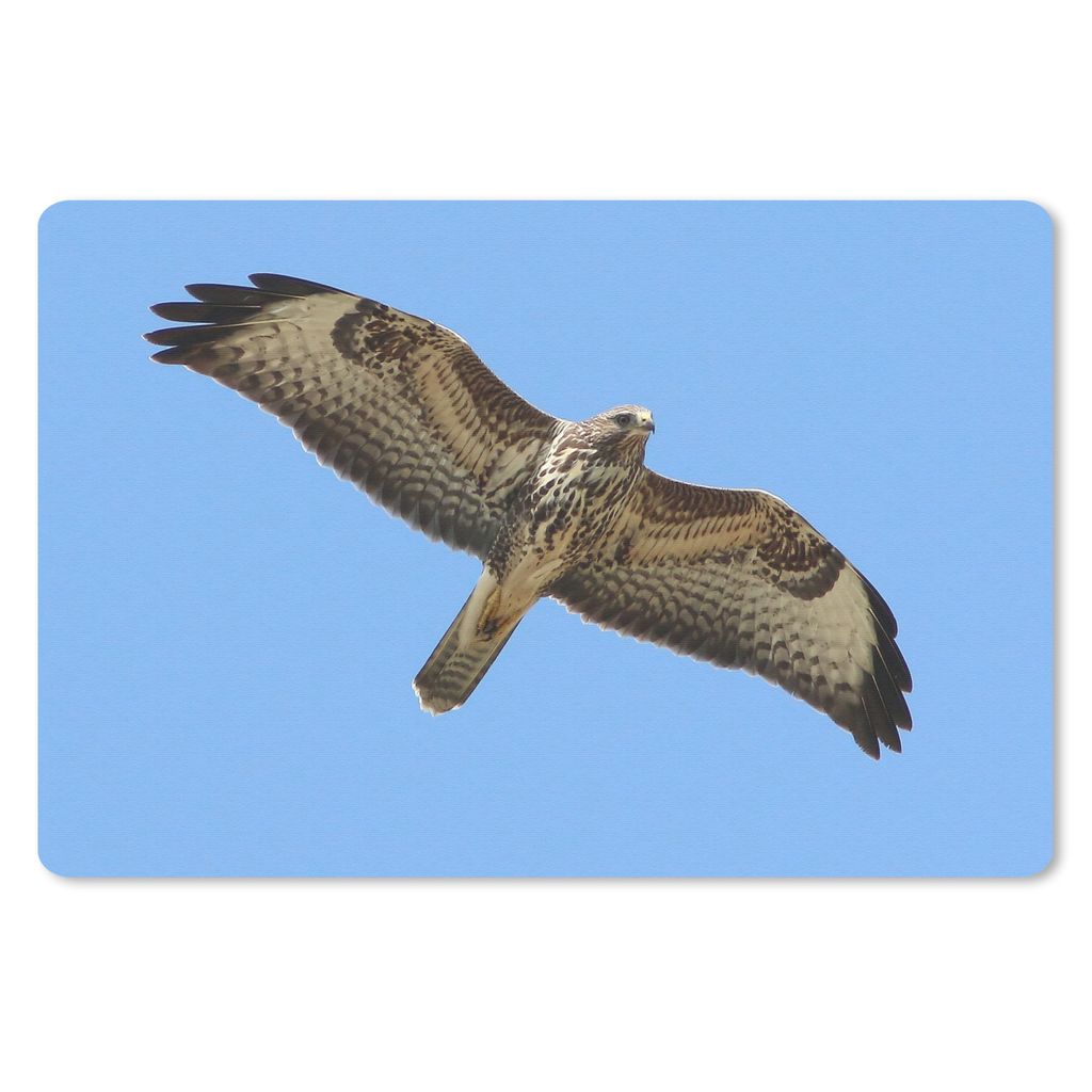MuchoWow Schreibtischunterlage Der Mäusebussard streckt sich im Flug maximal aus 60x40 cm - XXL Mauspad - Großes Mauspad