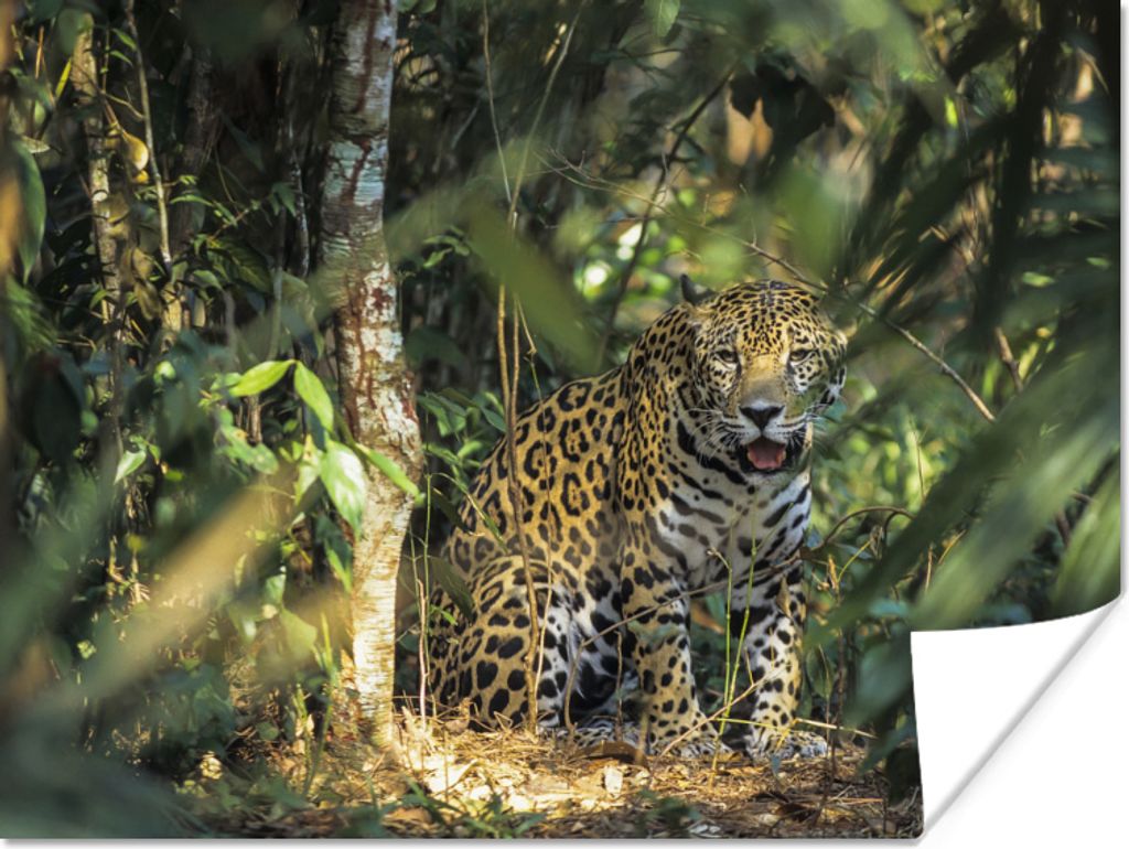 MuchoWow Poster Versteckter Jaguar im Dschungel 160x120 cm - Foto Plakat