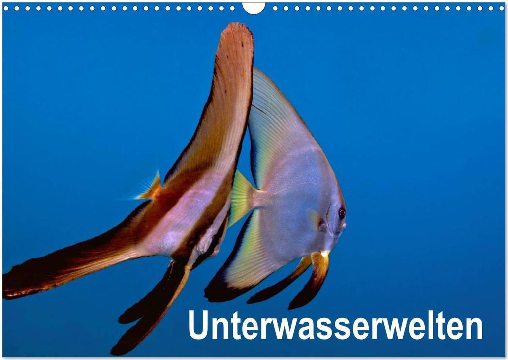 Unterwasserwelten (Wandkalender 2026 DIN A3 quer), CALVENDO Monatskalender