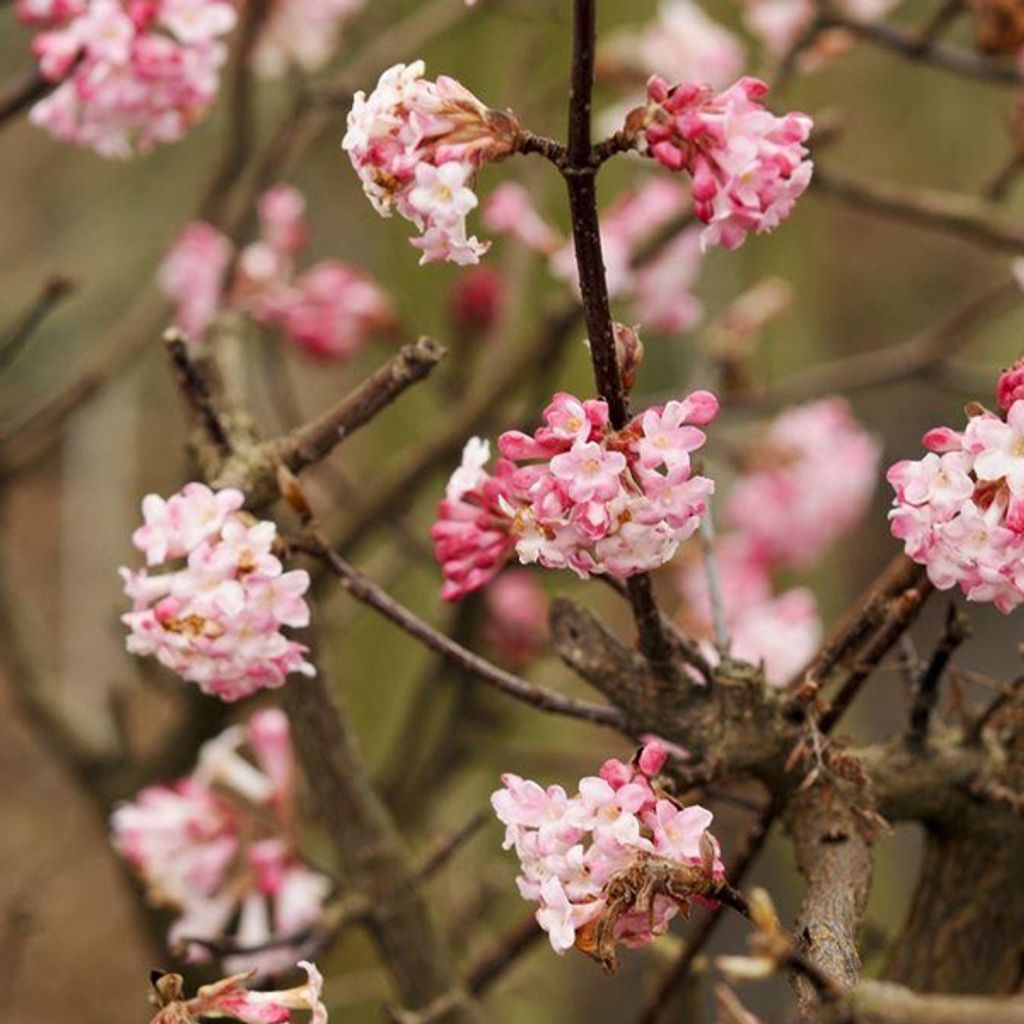 2 x Winterschneeball - Viburnum bodnantense 'Charles Lamont' | 50-60 cm in Container