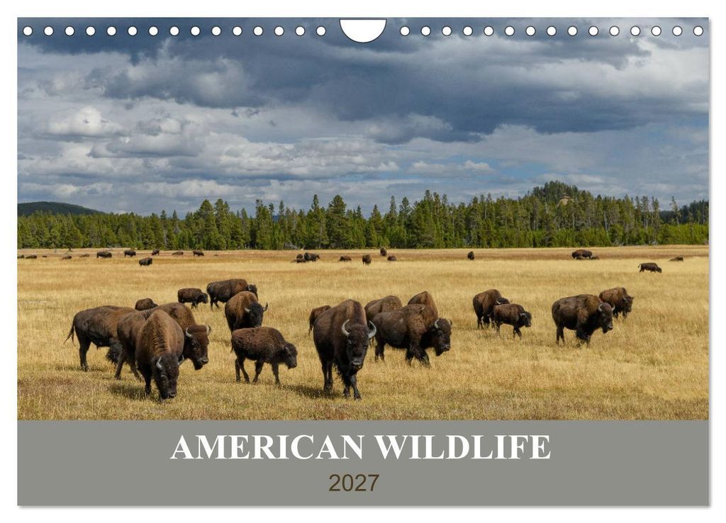 American Wildlife (Wandkalender 2027 DIN A4 quer), CALVENDO Monatskalender