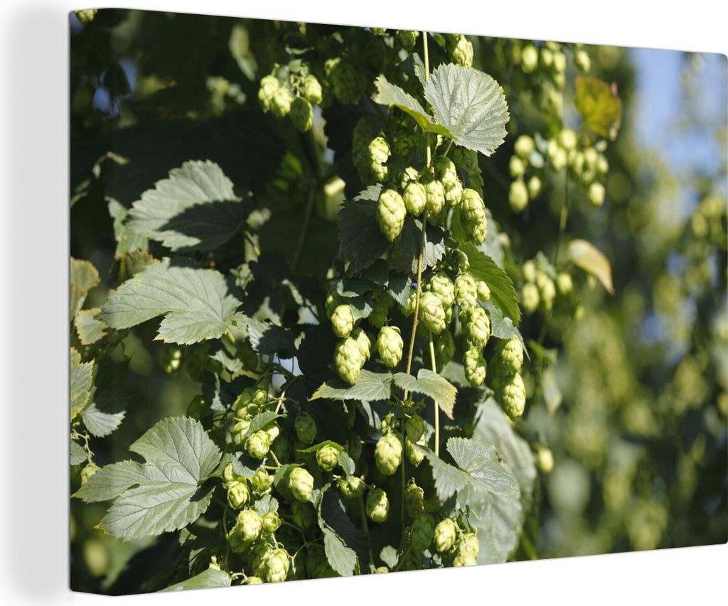 MuchoWow - Leinwandbilder - Der Hopfen mit zierlichen erwachsenen Blütenzapfen, Wandbild, Wanddeko Bilder Wohnzimmer, 30x20 cm