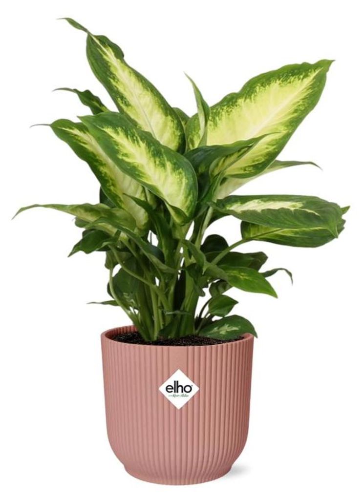Dieffenbachia 'Camilla' in ELHO Vibes Fold rosa - 25-35cm - Ø14cm - Zimmerpflanze - Immergrün