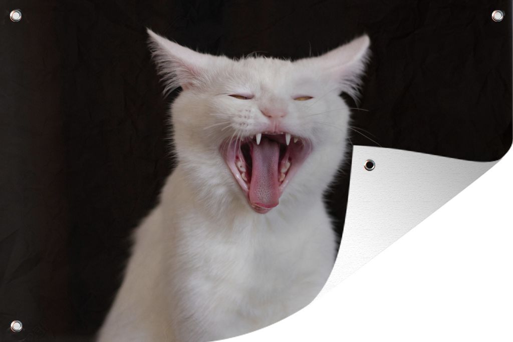 MuchoWow 60x40 cm Outdoor-Poster Gartendeko Sichtschutz Garten Poster für den Garten Gaffende weiße Katze
