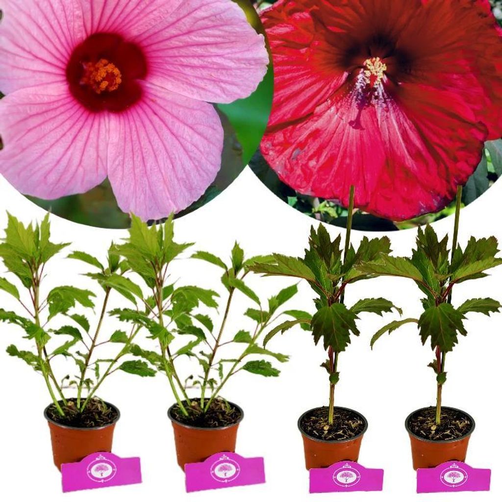 Set mit 4 Hibiskus (Hibiscus moscheutos) – Hibiskus ‘Burgundy Velvet’, ‘Big Pansy’ – rote und rosa Blüten – 9-cm-Topf