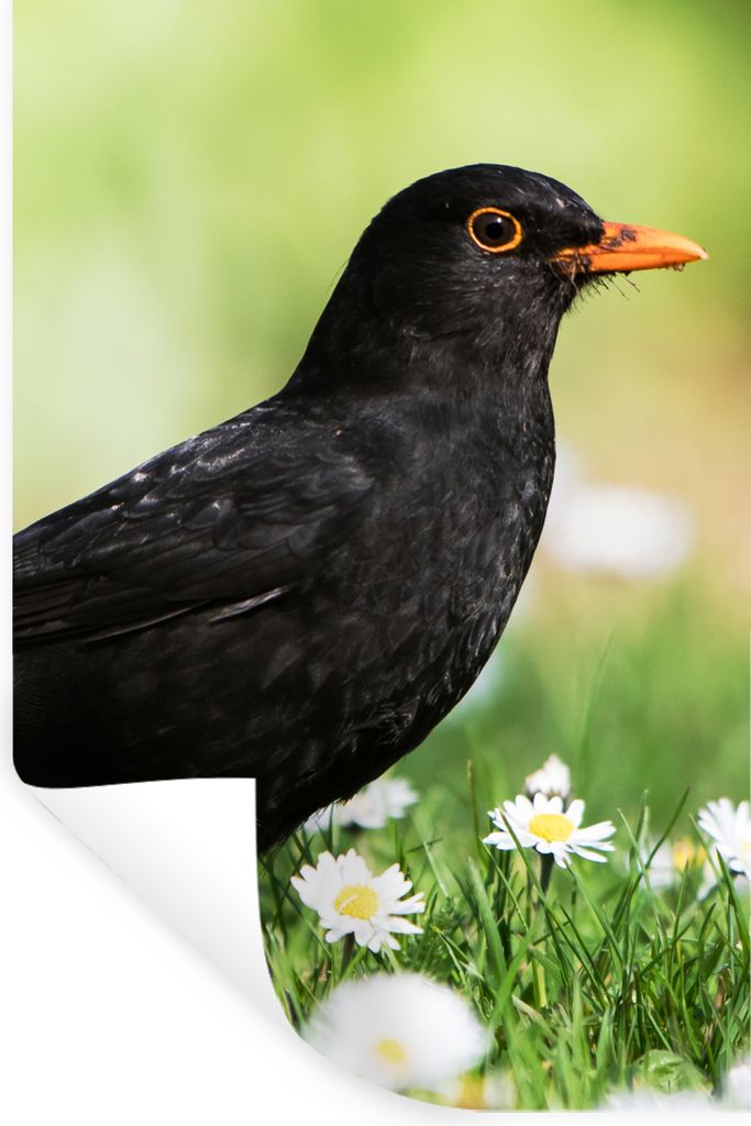 MuchoWow Wandtattoo Wandsticker Wandaufkleber Vogel - Amsel - Blumen 40x60 cm Selbstklebend und Repositionierbar - Wierderverwendbar - Selbstklebend