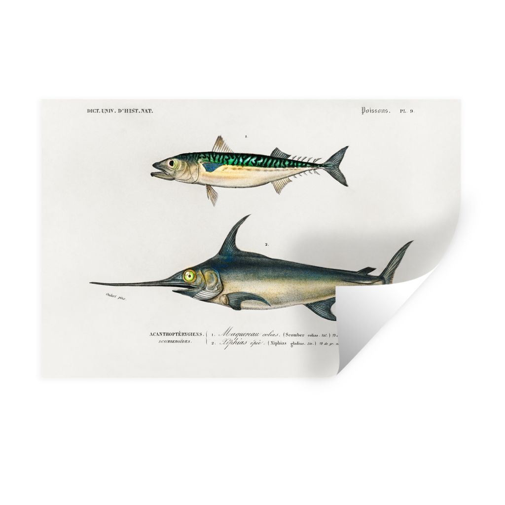 MuchoWow Wandtattoo Wandsticker Wandaufkleber Fisch - Vintage - Farbe 60x40 cm Selbstklebend und Repositionierbar - Wierderverwendbar - Selbstkle...