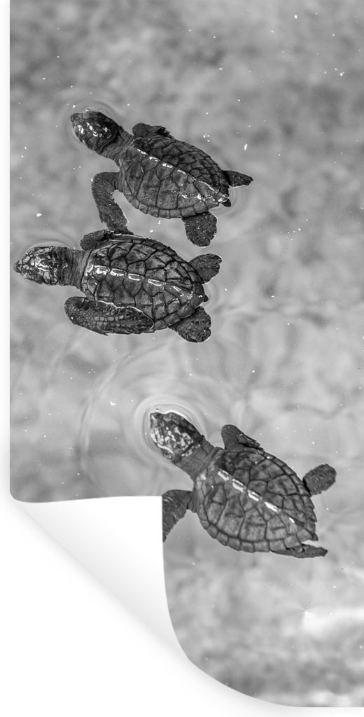 MuchoWow Wandtattoo Wandsticker Wandaufkleber Schildkröten schwarz-weiß Foto 80x160 cm Selbstklebend und Repositionierbar - Sticker - Dekorfolie