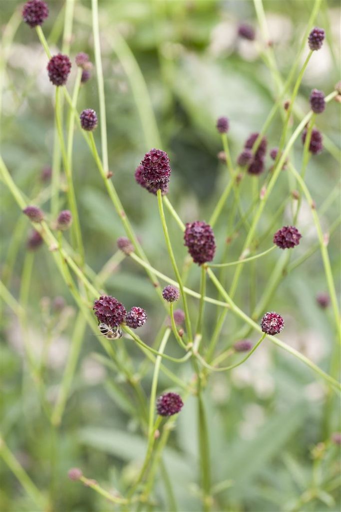 Großer Wiesenknopf, im Topf - Sanguisorba officinalis Produktbild 