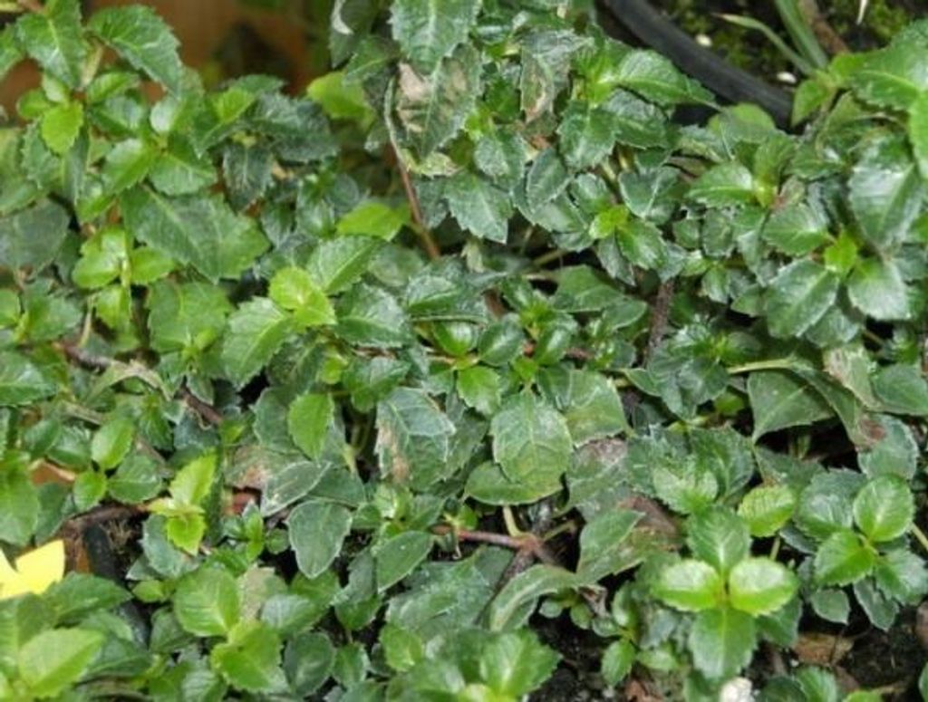 Kletterhortensie Cordifolia - Hydrangea petiolaris - 15-20 cm
