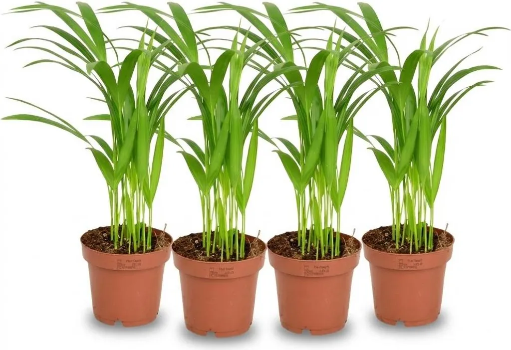 Plante Verte d'Intérieur : Pack de 4 Palmiers à Fruits d'Or en Pot
